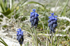 Muscari baeticum