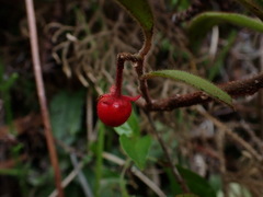 Ardisia villosa