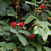 Rubus hirsutus - Photo (c) harum.koh, μερικά δικαιώματα διατηρούνται (CC BY-SA), uploaded by harum.koh
