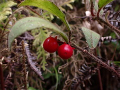 Ardisia villosa