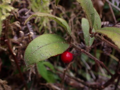 Ardisia villosa
