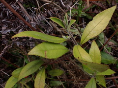 Ardisia villosa
