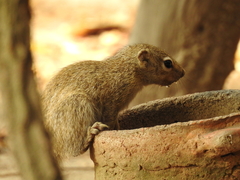 Heliosciurus gambianus