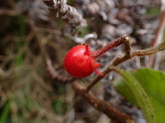 Ardisia villosa