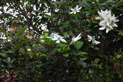 Clematis akoensis