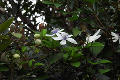 Clematis akoensis