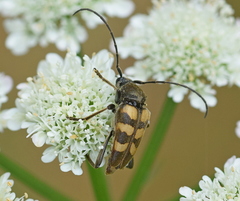 Judolia erratica