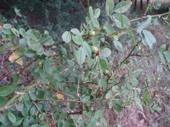 Rosa elliptica