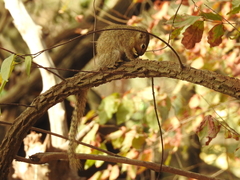 Heliosciurus gambianus
