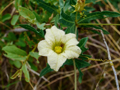 Coccinia sessilifolia