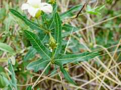 Coccinia sessilifolia