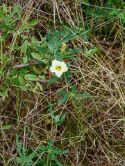 Coccinia sessilifolia