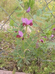 Vicia sativa