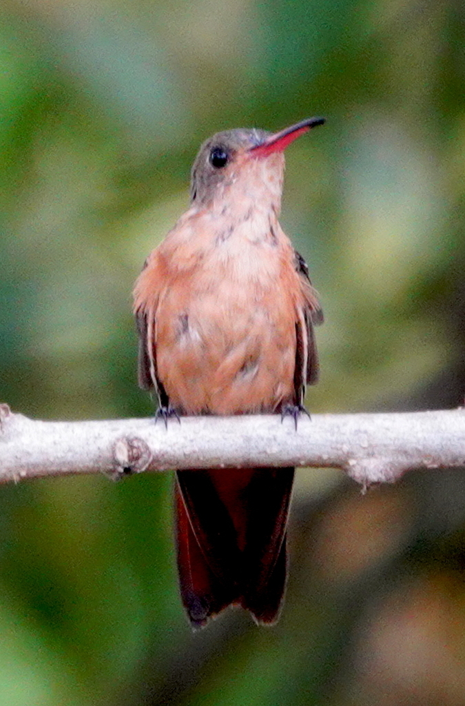 Amazilia rutila corallirostris