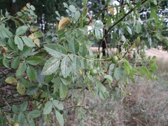 Rosa elliptica