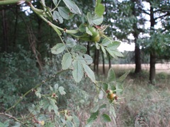 Rosa elliptica
