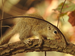 Heliosciurus gambianus