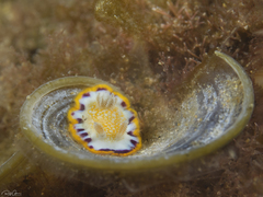 Goniobranchus obsoletus