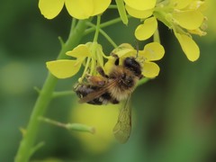 Andrena