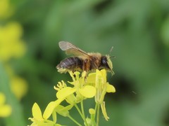 Andrena