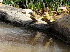 Ploceus cucullatus