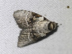 Acatapaustus metallopa