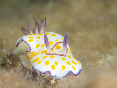 Goniobranchus annulatus