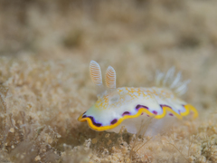 Goniobranchus obsoletus