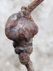 Euhexomyza schineri