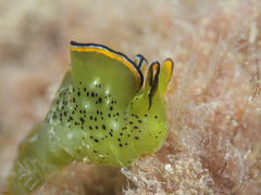 Elysia ornata