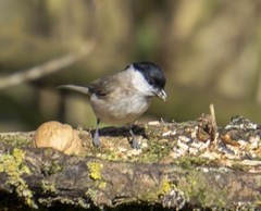 Poecile palustris