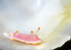 Verconia simplex