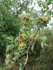 Rosa dumalis dumalis