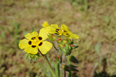 Tuberaria macrosepala