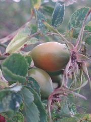 Rosa dumalis dumalis