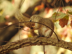 Heliosciurus gambianus