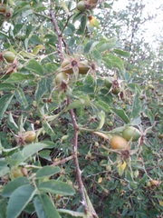 Rosa dumalis dumalis