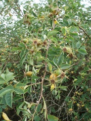 Rosa dumalis dumalis