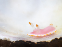 Verconia simplex