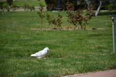 Columba livia domestica