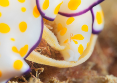 Goniobranchus annulatus