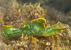 Elysia ornata