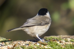 Poecile palustris