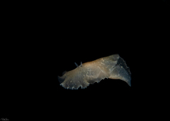 Planocera