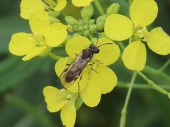 Tenthredo limbalis