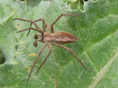 Pisaura mirabilis