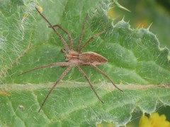 Pisaura mirabilis