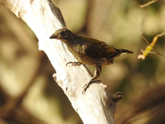 Indicator maculatus