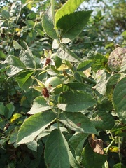 Rosa tomentosa