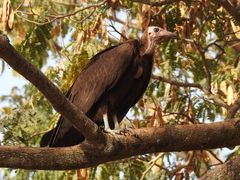Necrosyrtes monachus